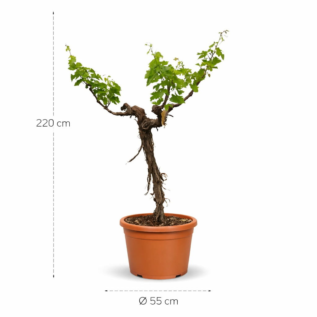 Druivenboom (Vitis Vinifera) stam vertakt – 220 cm