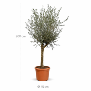 Olijfboom (Olea Europaea Lorc) - 200 cm - ø45 cm