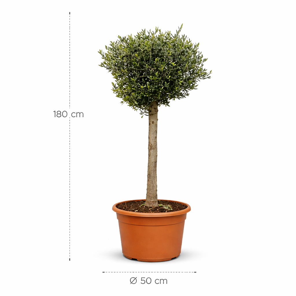 Olijfboom (Olea Europaea Lorc)- 180 cm - ø50 cm