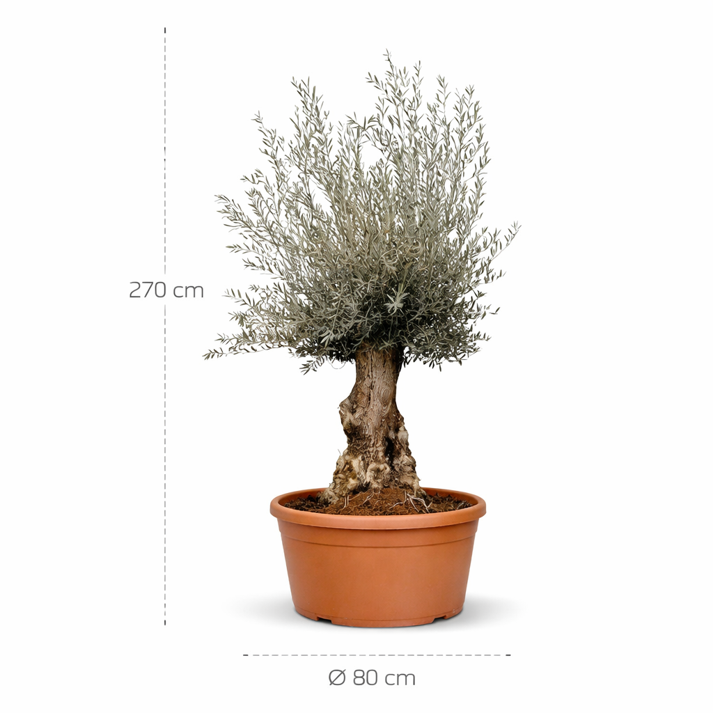 Olijfboom Bonsai (Olea Europaea Bonsai) - 270 cm - ø80 cm