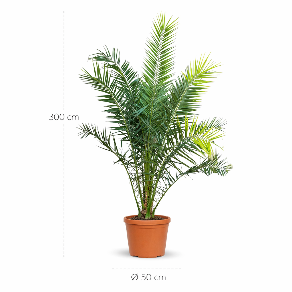 Phoenix Canariensis - 300 cm - ø50 cm