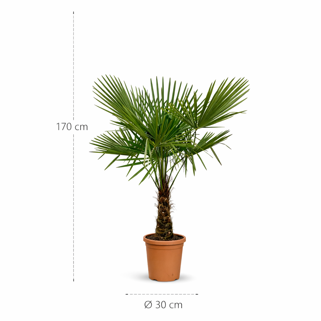 Trachycarpus Fortunei - 170 cm - ø30 cm