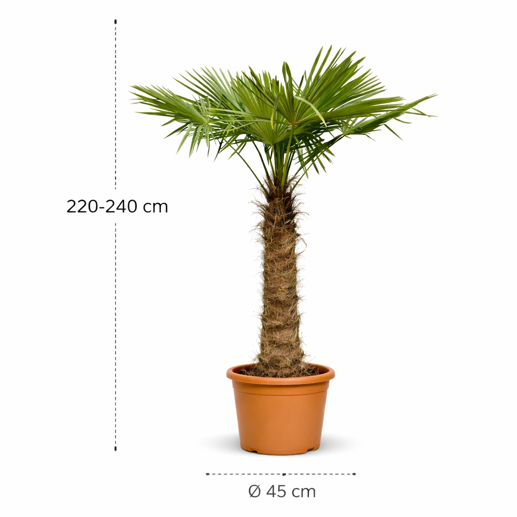 Trachycarpus Fortunei - 230 cm- ø45 cm