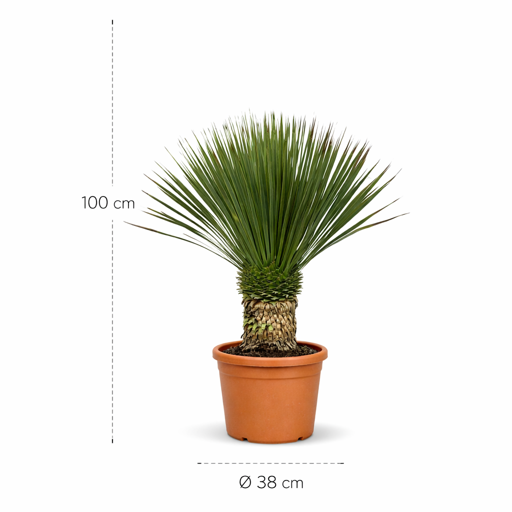 Yucca Rostrata - 100 cm- ø38 cm