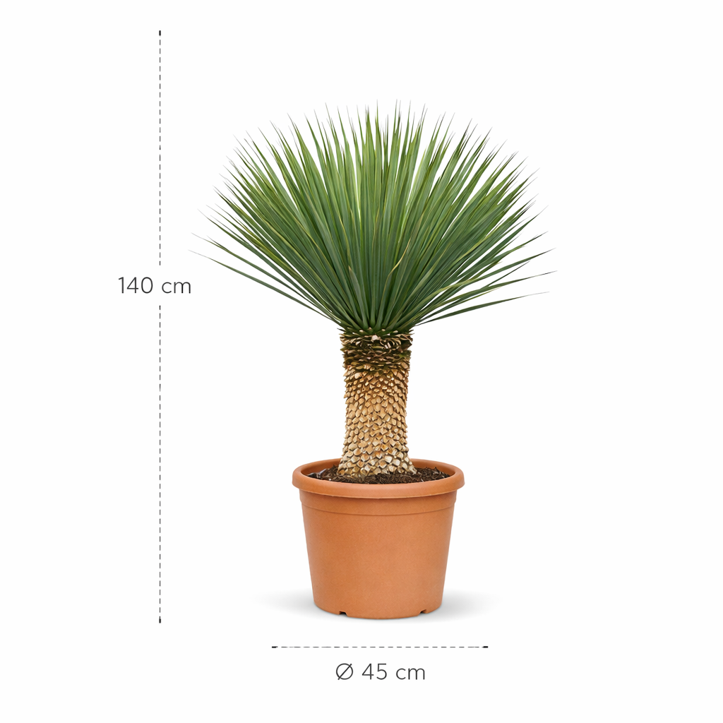 Yucca Rostrata - 140 cm - ø45 cm