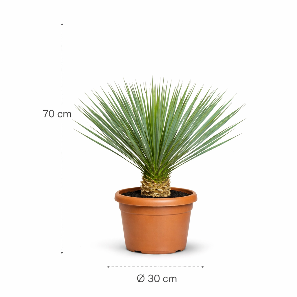 Dit is de Yucca Rostrata - 70 cm- ø30 cm Yucca Rostrata - 70 cm- ø30 cm