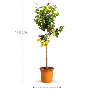 Citroenboom (Citrus Limonia) – 140 cm