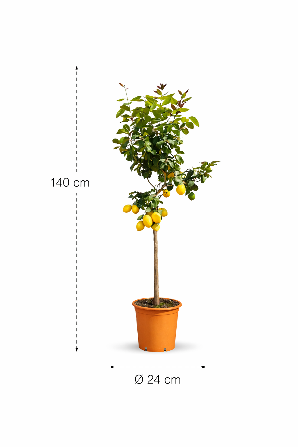 Citroenboom (Citrus Limonia) – 140 cm