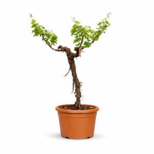 Druivenboom (Vitis Vinifera) stam vertakt – 220 cm