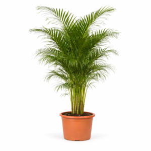 Dypsis Lutescens (Areca Palm) – 200 cm_1