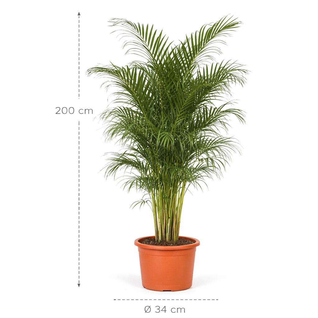 Dypsis Lutescens (Areca Palm) – 200 cm_1