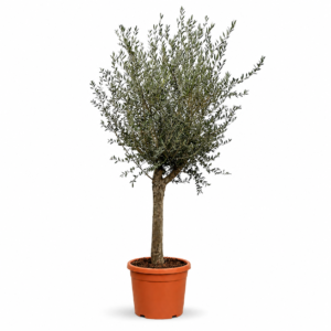 Olijfboom (Olea Europaea Lorc) – 200 cm