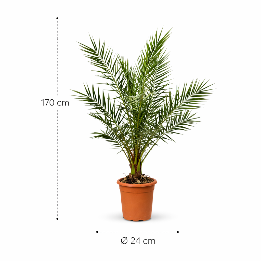 Phoenix Canariensis – 170 cm