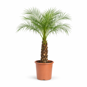 Phoenix Roebelenii – 150 cm