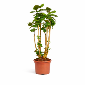 Polyscias Fabian – 150 cm