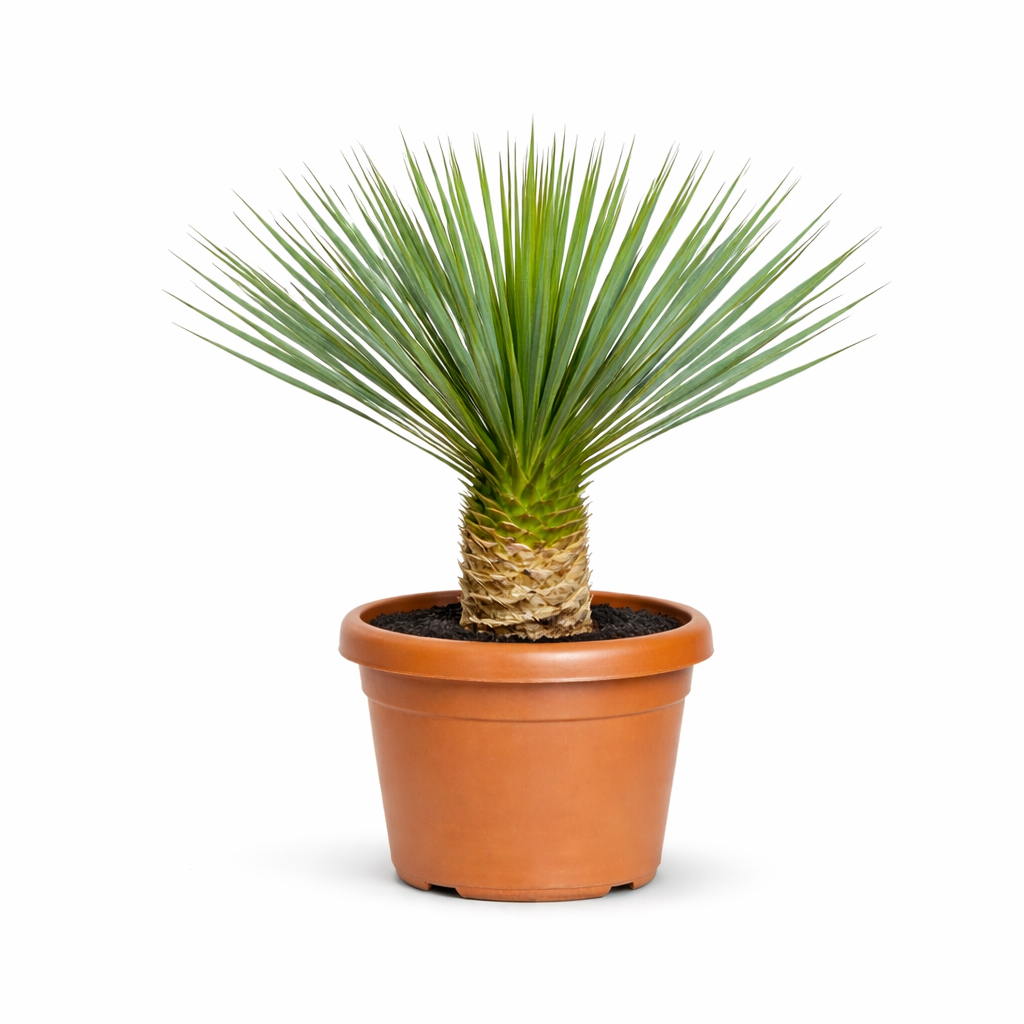 Yucca Rostrata – 80 cm