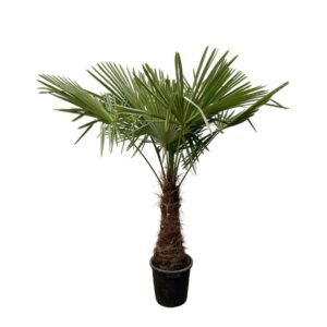 Trachycarpus