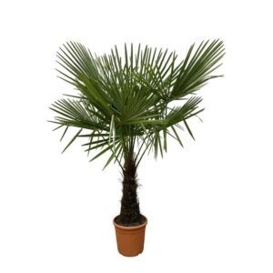 Trachycarpus