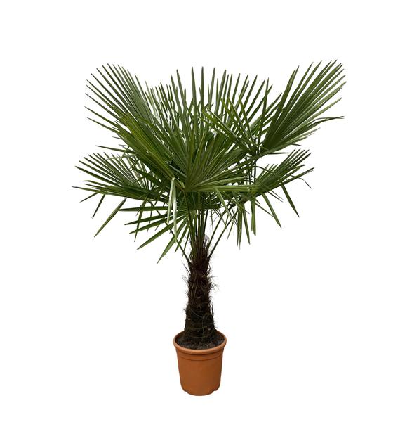 Trachycarpus