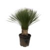 Yucca Rostrata - 100cm- ø38