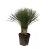 Yucca Rostrata - 100 cm- ø38 cm