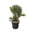 Chamaerops Humilis compact - 120cm - ø45
