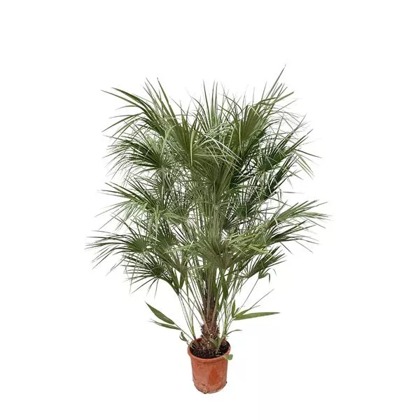 Chamaerops Humilis struik