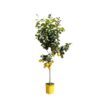 Citroenboom (Citrus Limonia) - 150 cm - ø24