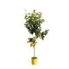 Citroenboom (Citrus Limonia) - 150 cm - ø24