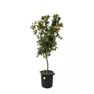 Citrus Calamondin