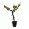 Druivenboom (Vitis Vinifera) stam vertakt