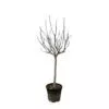Ficus Carica op stam - 250 cm - ø45