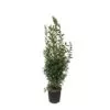 Laurus Nobilis struik