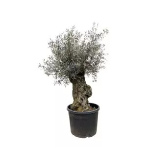 Olea Europaea Bonsai 