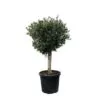 Olea Europaea Lorc