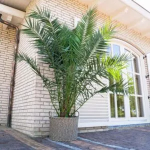 Phoenix Canariensis