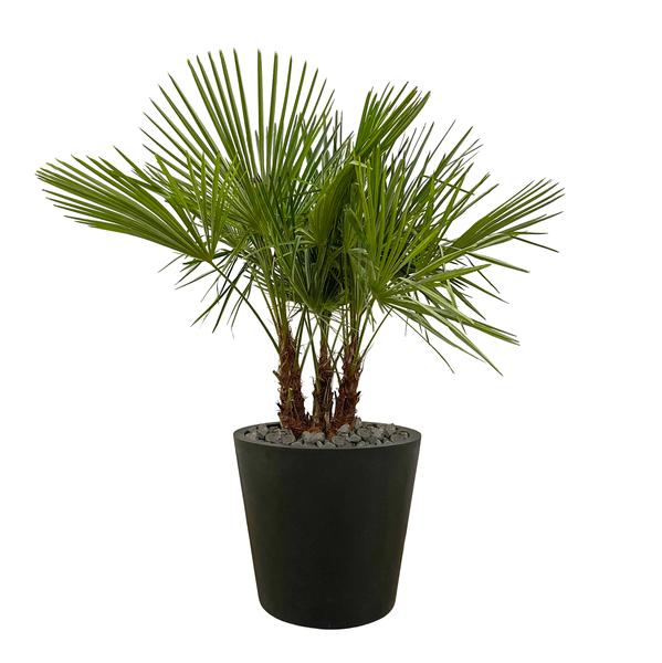 Trachycarpus multi stam