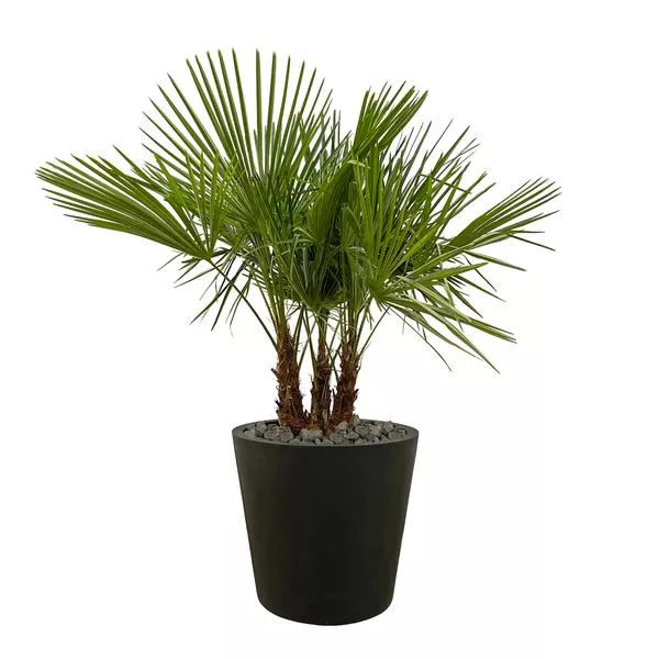 Trachycarpus multi stam