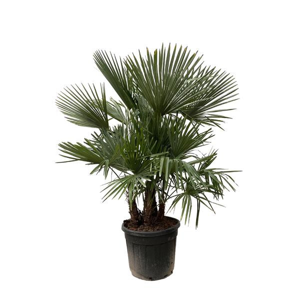 Trachycarpus multi stam