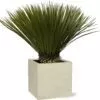 Yucca Rostrata