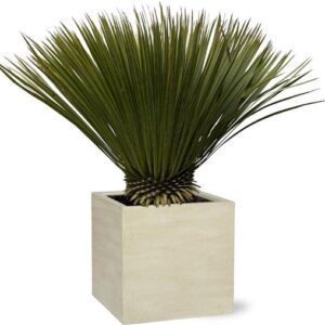 Yucca Rostrata