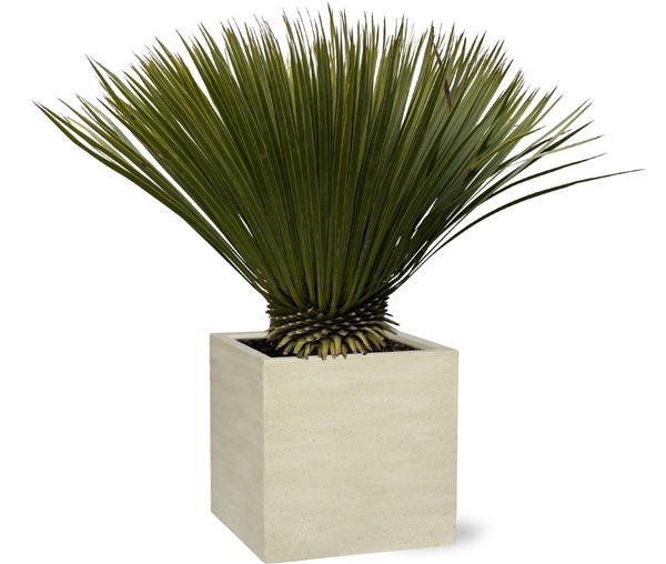 Yucca Rostrata