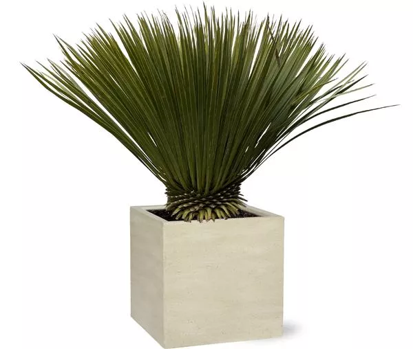 Yucca Rostrata