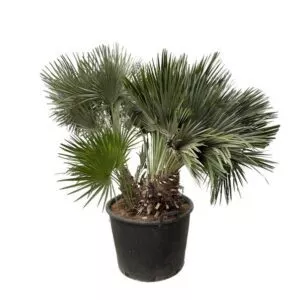 Chamaerops Humilis compact