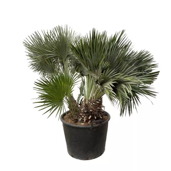 Chamaerops Humilis compact