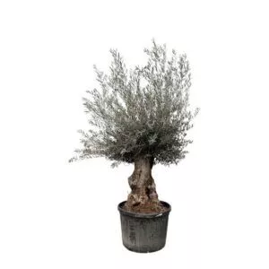 Olea Europaea Bonsai