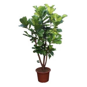 Ficus Lyrata vertakt 