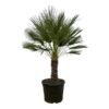 Chamaerops Humilis op stam