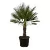 Chamaerops Humilis op stam