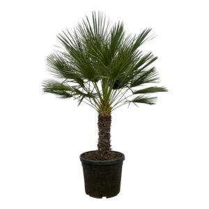 Chamaerops Humilis op stam